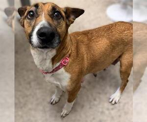 Black Mouth Cur Dogs for adoption in Brighton, CO, USA