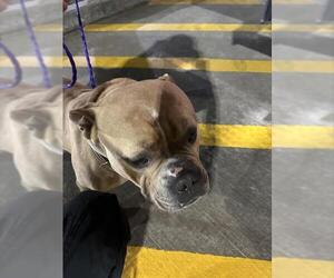 American Bulldog-Unknown Mix Dogs for adoption in Houston, TX, USA
