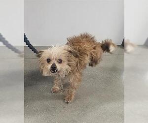 Mutt Dogs for adoption in San Martin, CA, USA