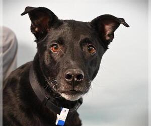 German Shepherd Dog-Unknown Mix Dogs for adoption in Fort Collins, CO, USA