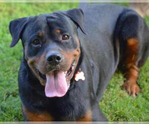 Rottweiler Dogs for adoption in Mt Vernon, IN, USA
