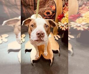 --Unknown Mix Dogs for adoption in Globe, AZ, USA