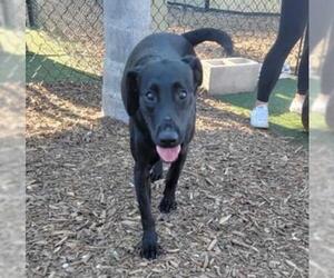 Labrador Retriever Dogs for adoption in Tampa, FL, USA