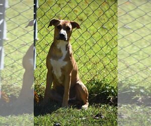 Bullboxer Pit Dogs for adoption in Newton, TX, USA