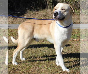 Great Pyrenees-Unknown Mix Dogs for adoption in Prattville, AL, USA