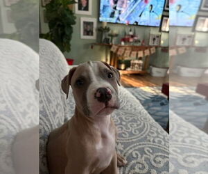 American Pit Bull Terrier-American Staffordshire Terrier Mix Dogs for adoption in Wenonah, NJ, USA
