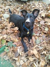 Labrador Retriever Dogs for adoption in Tenafly, NJ, USA