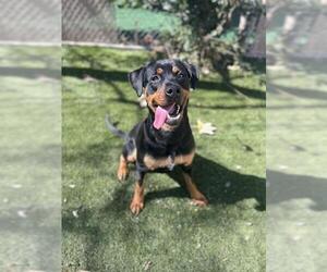 Rottweiler-Unknown Mix Dogs for adoption in Chula Vista, CA, USA