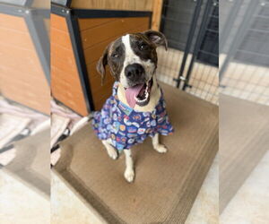 American Bulldog-Unknown Mix Dogs for adoption in Decatur, GA, USA