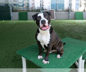 American Pit Bull Terrier Dogs for adoption in Pasadena, CA, USA