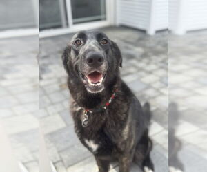 Labrador Retriever-Unknown Mix Dogs for adoption in San Diego, CA, USA
