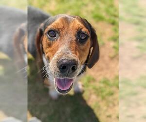 Beagle Dogs for adoption in Decatur, GA, USA