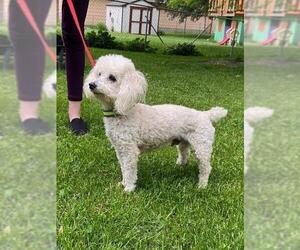 Poodle (Toy) Dogs for adoption in Crystal, MN, USA