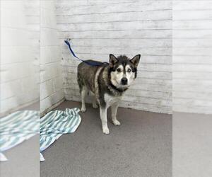 Siberian Husky Dogs for adoption in San Bernardino, CA, USA