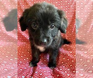 Schip-a-Pom Dogs for adoption in Fort Lauderdale, FL, USA