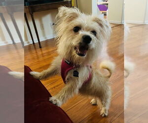 Mutt Dogs for adoption in Mundelein, IL, USA