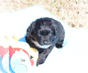 Labrador Retriever-Unknown Mix Dogs for adoption in McKinney, TX, USA