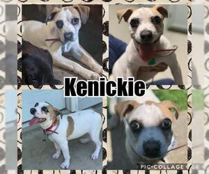 Boglen Terrier Dogs for adoption in RINGWOOD, NJ, USA