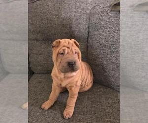 Chinese Shar-Pei Dogs for adoption in Carrollton, TX, USA