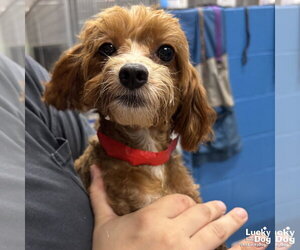 Mutt Dogs for adoption in Washington, DC, USA