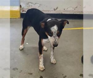 Mutt Dogs for adoption in Camarillo, CA, USA
