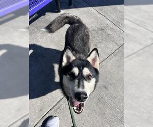 - Mix Dogs for adoption in Houston, TX, USA