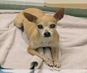 Chihuahua Dogs for adoption in Plano, TX, USA