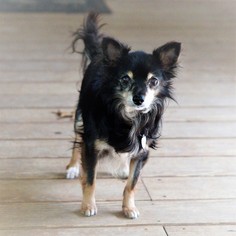 Chiranian Dogs for adoption in Bealeton, VA, USA