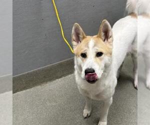Akita-Unknown Mix Dogs for adoption in Las Vegas, NV, USA