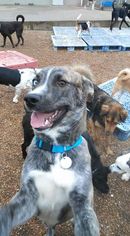 Catahoula Leopard Dog-Unknown Mix Dogs for adoption in Richmond, MO, USA