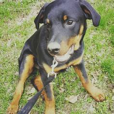Rottweiler Dogs for adoption in Rathdrum, ID, USA
