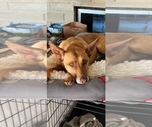 Australian Kelpie-Carolina Dog Mix Dogs for adoption in Stafford, VA, USA