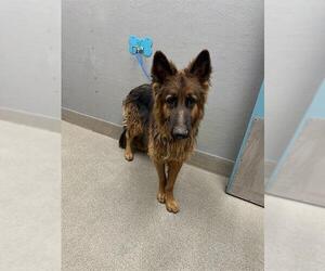 German Shepherd Dog-Unknown Mix Dogs for adoption in Las Vegas, NV, USA
