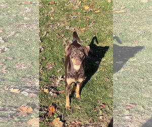 Miniature Pinscher-Unknown Mix Dogs for adoption in Oakhurst, NJ, USA