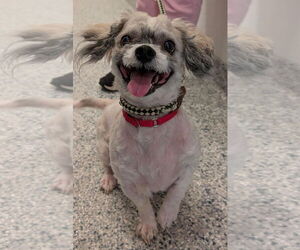 Zuchon Dogs for adoption in Manahawkin, NJ, USA