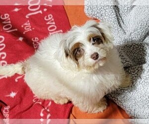 Cava-Tzu Dogs for adoption in Mukwonago, WI, USA