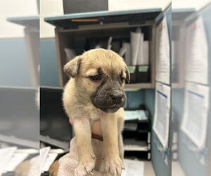 Black Mouth Cur-Unknown Mix Dogs for adoption in Oklahoma City, OK, USA