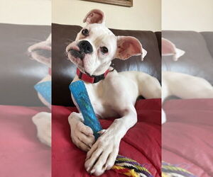 Boxer Dogs for adoption in Burnsville, MN, USA