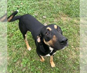 Pointer-Rottweiler Mix Dogs for adoption in Conroe, TX, USA