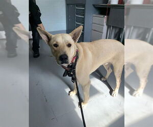 German Shepherd Dog-Unknown Mix Dogs for adoption in Corpus Christi, TX, USA