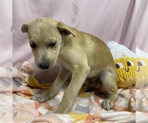 Labrador Retriever-Staffordshire Bull Terrier Mix Dogs for adoption in Modesto, CA, USA