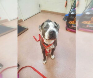 Staffordshire Bull Terrier-Unknown Mix Dogs for adoption in Ogden, UT, USA