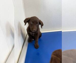 Dachshund-Unknown Mix Dogs for adoption in Bolivar, MO, USA