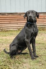 Small Labrador Retriever Mix