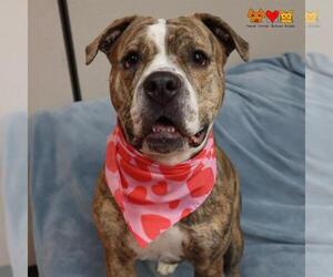 American Bulldog-Unknown Mix Dogs for adoption in Center Township, PA, USA