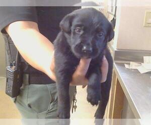 Labrador Retriever Dogs for adoption in Sacramento, CA, USA