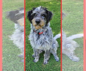 Poodle (Standard)-Unknown Mix Dogs for adoption in Grafton, WI, USA