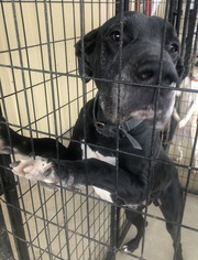 Great Dane Dogs for adoption in Morton Grove, IL, USA