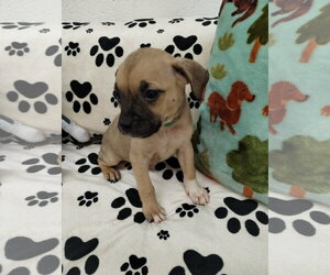 Labrador Retriever Dogs for adoption in York, SC, USA