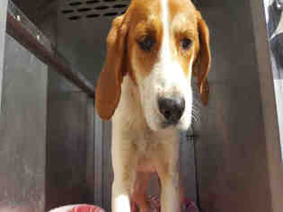 Medium Photo #1 Labrador Retriever-Treeing Walker Coonhound Mix Puppy For Sale in Waynesville, NC, USA
